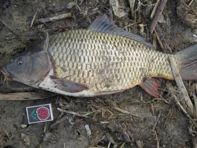 Прикрепленное изображение: IMG_0363.JPG